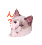 猫のマーチ(ラグドール)（個別スタンプ：1）