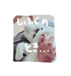 猫のマーチ(ラグドール)（個別スタンプ：2）
