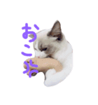 猫のマーチ(ラグドール)（個別スタンプ：3）