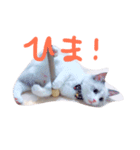 猫のマーチ(ラグドール)（個別スタンプ：4）