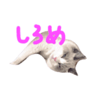 猫のマーチ(ラグドール)（個別スタンプ：5）