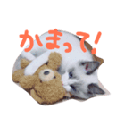 猫のマーチ(ラグドール)（個別スタンプ：6）