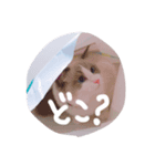 猫のマーチ(ラグドール)（個別スタンプ：7）