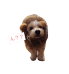 マルプーが伝えたい事（個別スタンプ：1）