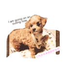 マルプーが伝えたい事（個別スタンプ：14）