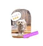 マルプーが伝えたい事（個別スタンプ：15）