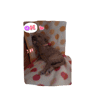 マルプーが伝えたい事（個別スタンプ：16）