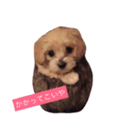 マルプーが伝えたい事（個別スタンプ：18）