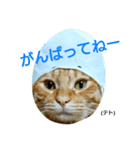 テト 第一段（個別スタンプ：1）