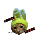 テト 第一段（個別スタンプ：7）