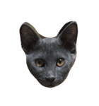 O M G cats（個別スタンプ：1）