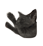O M G cats（個別スタンプ：2）