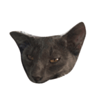 O M G cats（個別スタンプ：5）