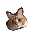 O M G cats（個別スタンプ：6）