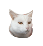 O M G cats（個別スタンプ：7）