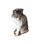 O M G cats（個別スタンプ：8）