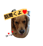 犬(o・ω・o)ゴールデンレトリバー  アリス（個別スタンプ：15）