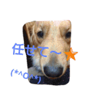 犬(o・ω・o)ゴールデンレトリバー  アリス（個別スタンプ：25）