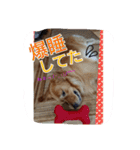 犬(o・ω・o)ゴールデンレトリバー  アリス（個別スタンプ：33）