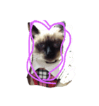 あきねこたん（個別スタンプ：2）