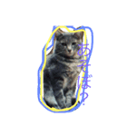 あきねこたん（個別スタンプ：4）