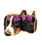 あきねこたん（個別スタンプ：5）