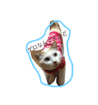 あきねこたん（個別スタンプ：8）