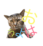 猫のタマちゃん（日常会話編）（個別スタンプ：1）