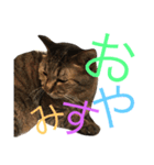 猫のタマちゃん（日常会話編）（個別スタンプ：2）