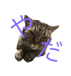 猫のタマちゃん（日常会話編）（個別スタンプ：3）