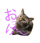 猫のタマちゃん（日常会話編）（個別スタンプ：4）