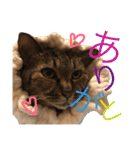 猫のタマちゃん（日常会話編）（個別スタンプ：5）