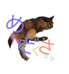 猫のタマちゃん（日常会話編）（個別スタンプ：6）