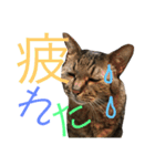 猫のタマちゃん（日常会話編）（個別スタンプ：7）