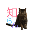 猫のタマちゃん（日常会話編）（個別スタンプ：8）