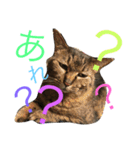 猫のタマちゃん（日常会話編）（個別スタンプ：9）