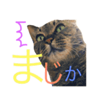 猫のタマちゃん（日常会話編）（個別スタンプ：10）