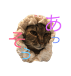 猫のタマちゃん（日常会話編）（個別スタンプ：11）