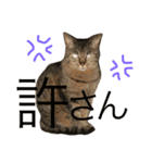 猫のタマちゃん（日常会話編）（個別スタンプ：12）