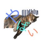 猫のタマちゃん（日常会話編）（個別スタンプ：13）