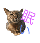 猫のタマちゃん（日常会話編）（個別スタンプ：14）