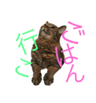 猫のタマちゃん（日常会話編）（個別スタンプ：15）