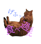猫のタマちゃん（日常会話編）（個別スタンプ：16）