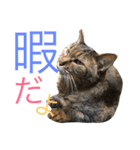 猫のタマちゃん（日常会話編）（個別スタンプ：17）