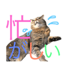 猫のタマちゃん（日常会話編）（個別スタンプ：18）