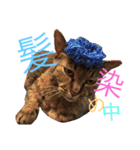 猫のタマちゃん（日常会話編）（個別スタンプ：19）