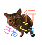 猫のタマちゃん（日常会話編）（個別スタンプ：20）