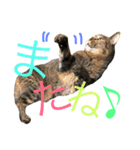 猫のタマちゃん（日常会話編）（個別スタンプ：21）
