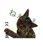 猫のタマちゃん（日常会話編）（個別スタンプ：22）