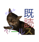 猫のタマちゃん（日常会話編）（個別スタンプ：23）